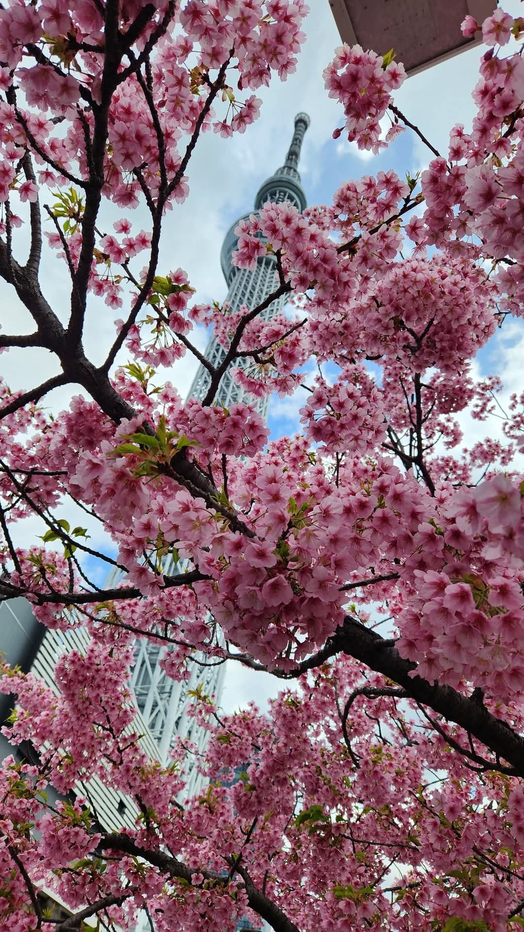 Wonders of Japan🇯🇵