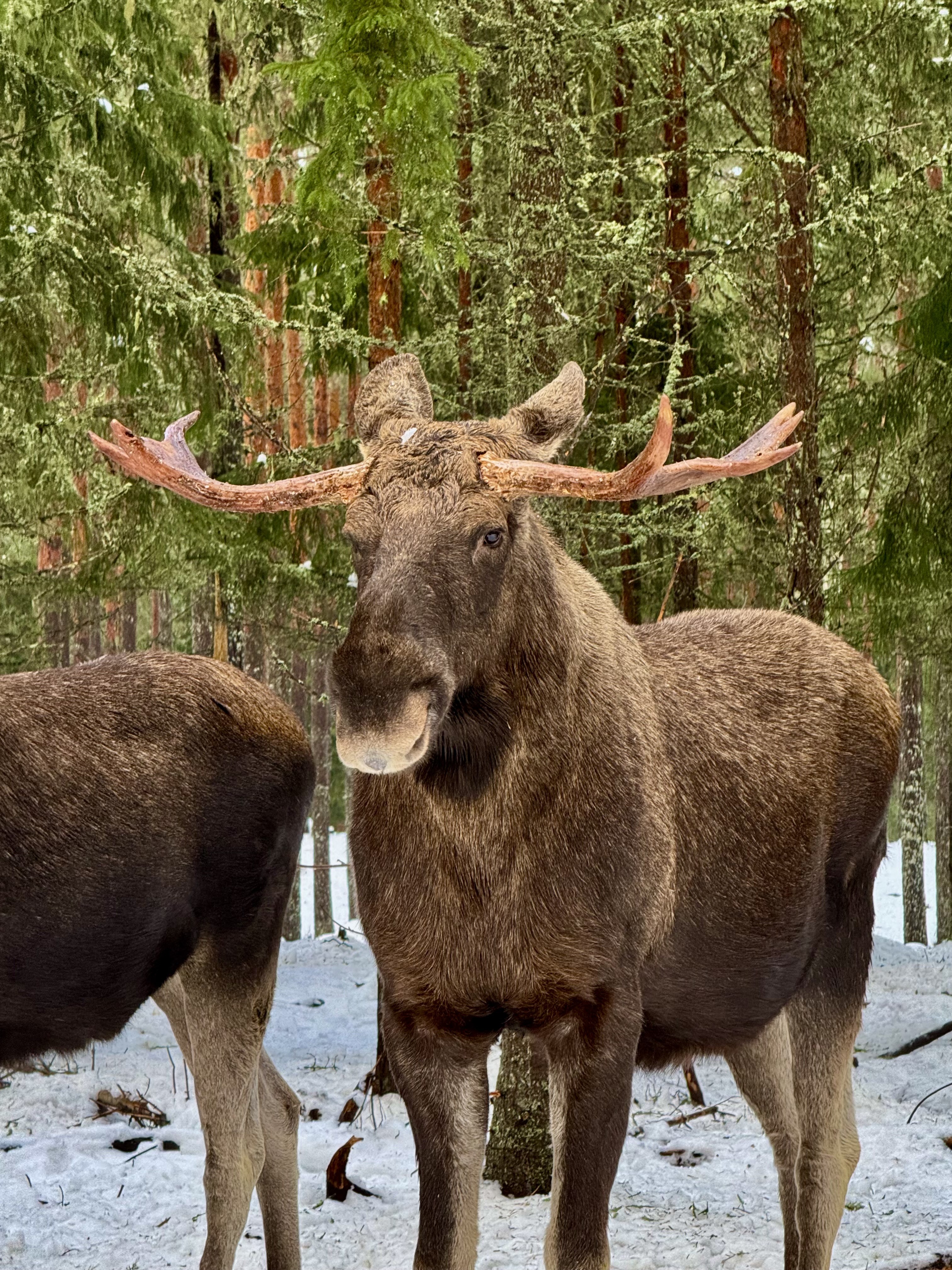 Sweden and Denmark
Family trip chasing the Northern Lights